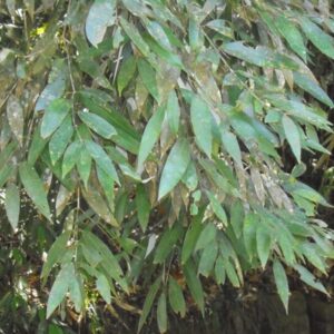 දියනා
