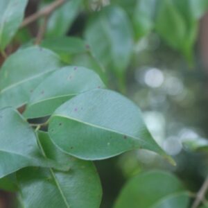 කුරුම්බෑටිය (කුරුටි දඹ)