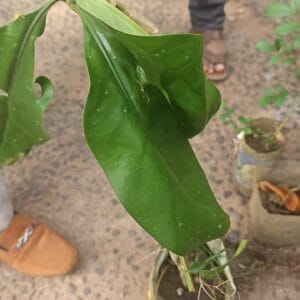 ඇට්ටබුරා