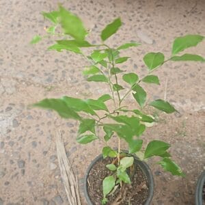 ඇට්ටේරියා (Murraya paniculate)