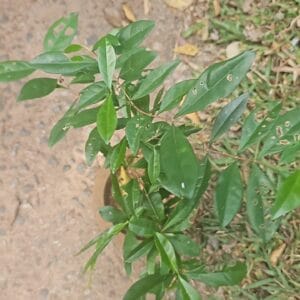 පරපිච්ච