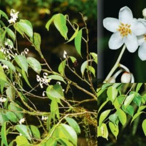 පිනි බෙරලිය ( Doona ovalifolia Thwaites)