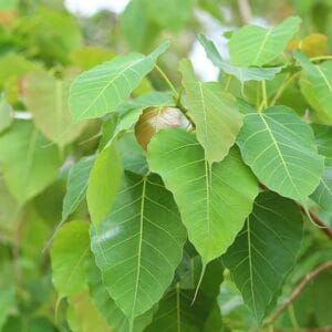 ඇසතු බෝ වෘක්ෂය (Ficus religiosa)