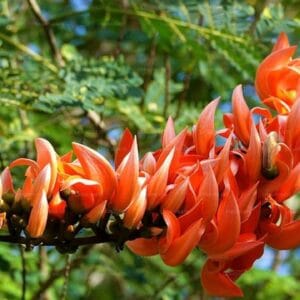 කෑල වෘක්ෂය (Butea monosperma)