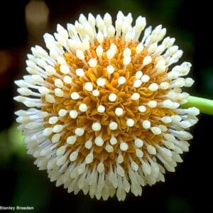 බක්මී වෘක්ෂය (Nauclea orientalis):