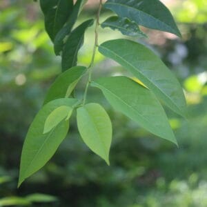 රත් කරව් වෘක්ෂය (Margaritaria indica)