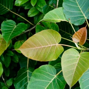 පතන බෝ වෘක්ෂය (Ficus arnottiana)