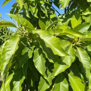 සපු වෘක්ෂය (Magnolia champaca)