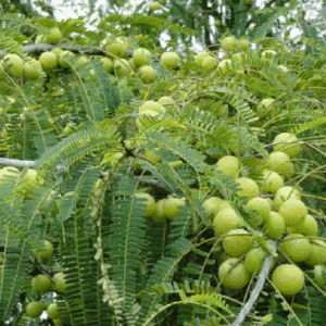 නෙල්ලි වෘක්ෂය (Phyllanthus emblica)