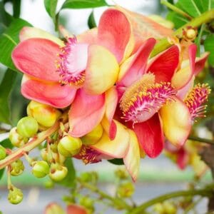 සල් වෘක්ෂය (Shorea robusta)