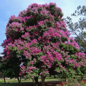 මුරුත වෘක්ෂය (Lagerstroemia speciosa):