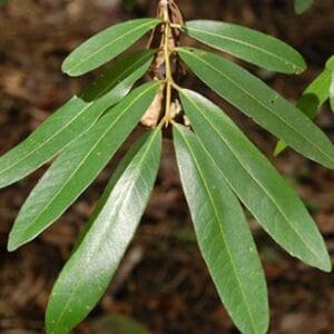 කුඹුක් වෘක්ෂය (Terminalia arjuna):