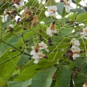 පළොල් ශාකය(Stereospermum suaveolens)
