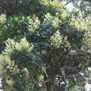 ඇටඹ (Mangifera zeylanica)