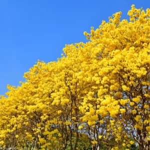 කිණිහිරියා වෘක්ෂය (Cochlospermum religiosum)