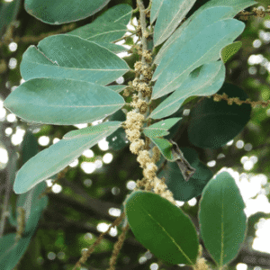 කැටකෑල — Bridelia retusa