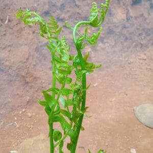 මියන දළු (Diplazium esculentum)