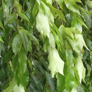 වළු කීන (Calophyllum bracteatum Thwaites)