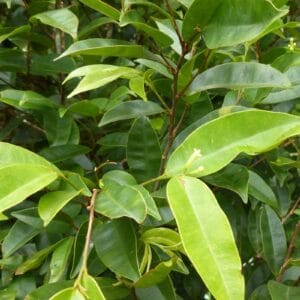 වල්ලා පට්ට (Gyrinops walla)