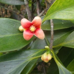 ‍රත් ගොරකා Garcinia quaesita Pierre