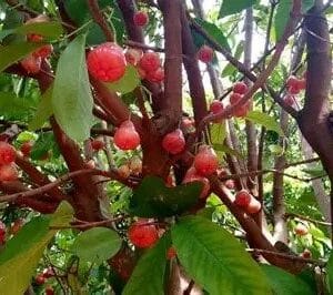 ජම්බු වෘක්ෂය(Syzygium samarangense)