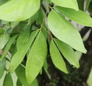 නමිනම් වෘක්ෂය(Cynometra cauliflora)