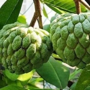 වැලි අනෝදා වෘක්ෂය (Annona reticulata)