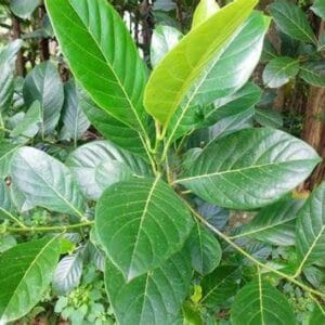 පැණි වරකා වෘක්ෂය (Artocarpus heterophyllus - 'Pani Waraka')
