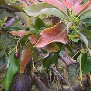 අලිගැට පේර වෘක්ෂය (Persea americana)