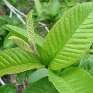 පේර වෘක්ෂය (Psidium guajava)