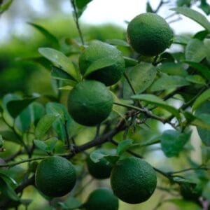 දෙහි ශාකය (Citrus aurantiifolia)