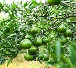 නාරං වෘක්ෂය (Citrus reticulata)