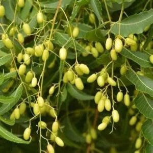 කොහොඹ වෘක්ෂය (Azadirachta indica)