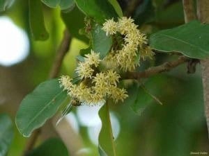 පලු වෘක්ෂය (Manilkara hexandra)
