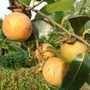 තිඹිරි වෘක්ෂය (Diospyros malabarica)
