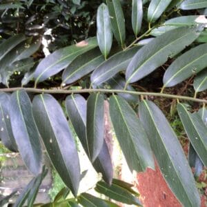 ගල් සියඹලා වෘක්ෂය (Dialium ovoideum)