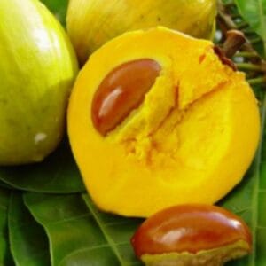 ලාවුළු වෘක්ෂය (Pouteria campechiana)