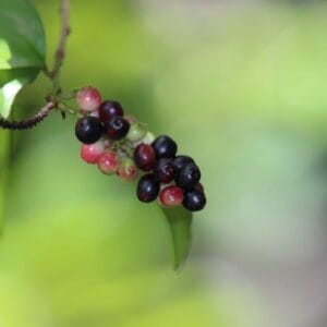 ඇඹිල්ල වෘක්ෂය (Antidesma alexiteria)