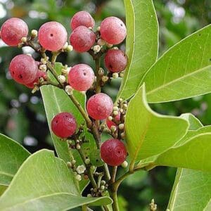 කලටිය වෘක්ෂය (Glycosmis pentaphylla)