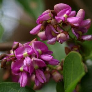 පඬු කරඳ වෘක්ෂය (Pongamia pinnata / Millettia pinnata)