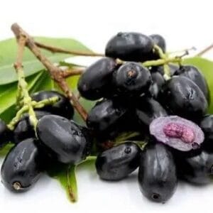 මා දං වෘක්ෂය (Syzygium cumini)