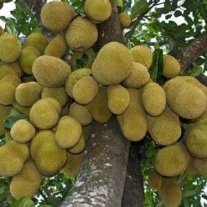 කොස් වෘක්ෂය (Artocarpus heterophyllus)