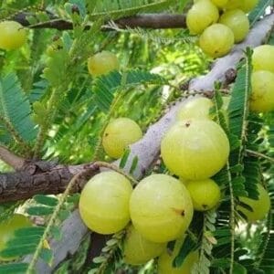 නෙල්ලි වෘක්ෂය (Phyllanthus emblica)